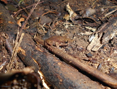 Craugastor polyptychus