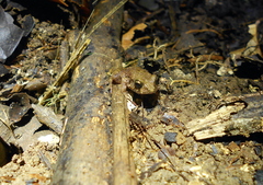 Craugastor polyptychus