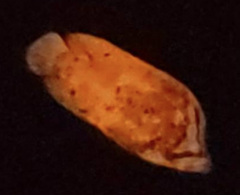 Lobotes surinamensis