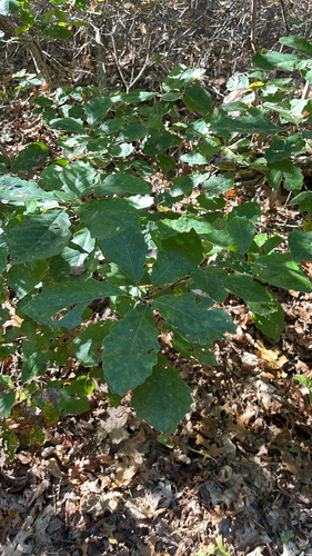 dwarf chinkapin oak (Quercus prinoides)