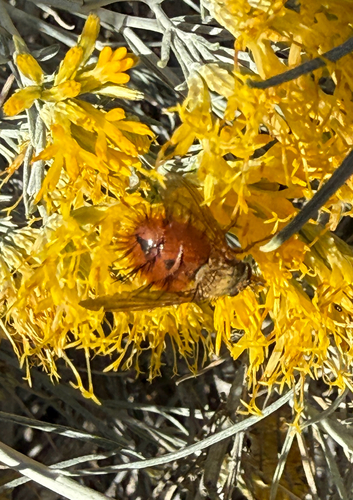 Unknown species found near Virginia Dale St, Helena, MT, US