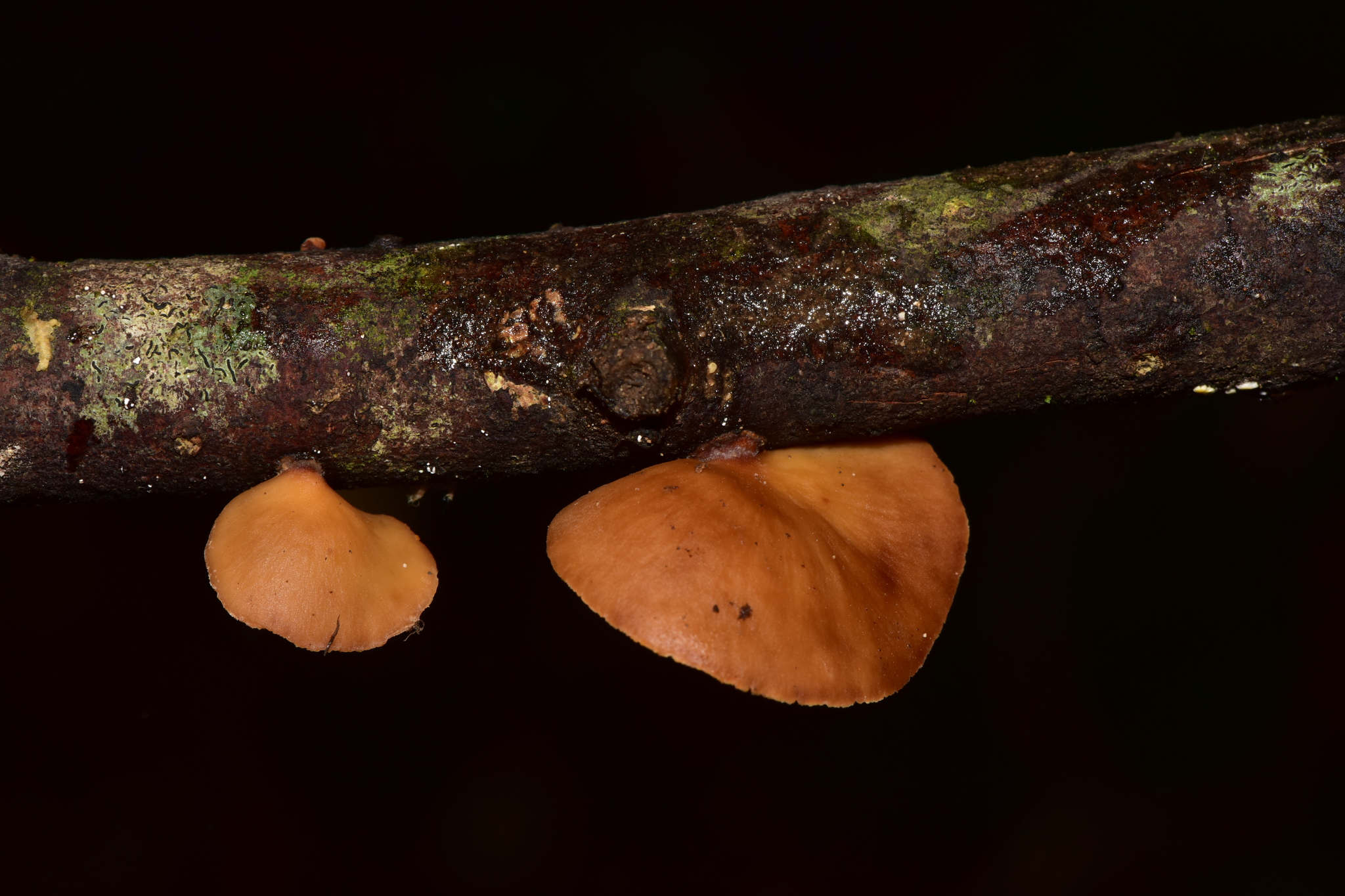 Mycobonia image