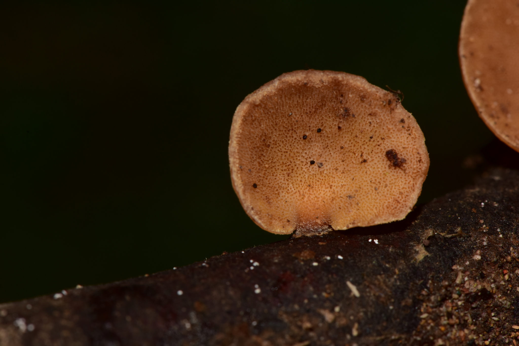 Mycobonia image