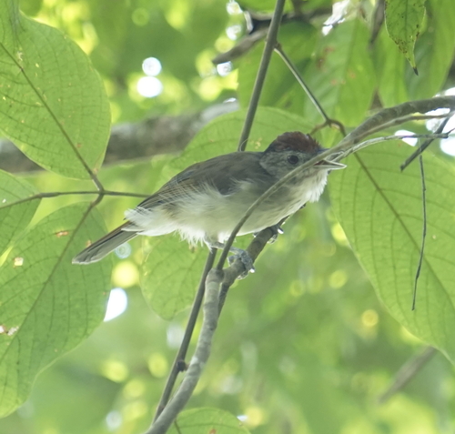 Rufous-crowned Babbler (Malacopteron magnum), photo 5