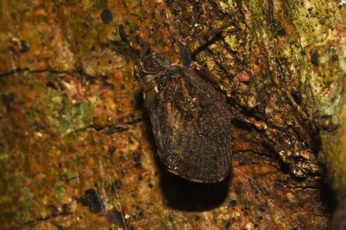 Cotylana angustifrons, 2025-09-21
