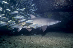 Trachurus novaezelandiae