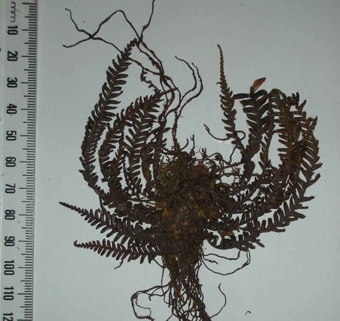 Prosaptia whartoniana