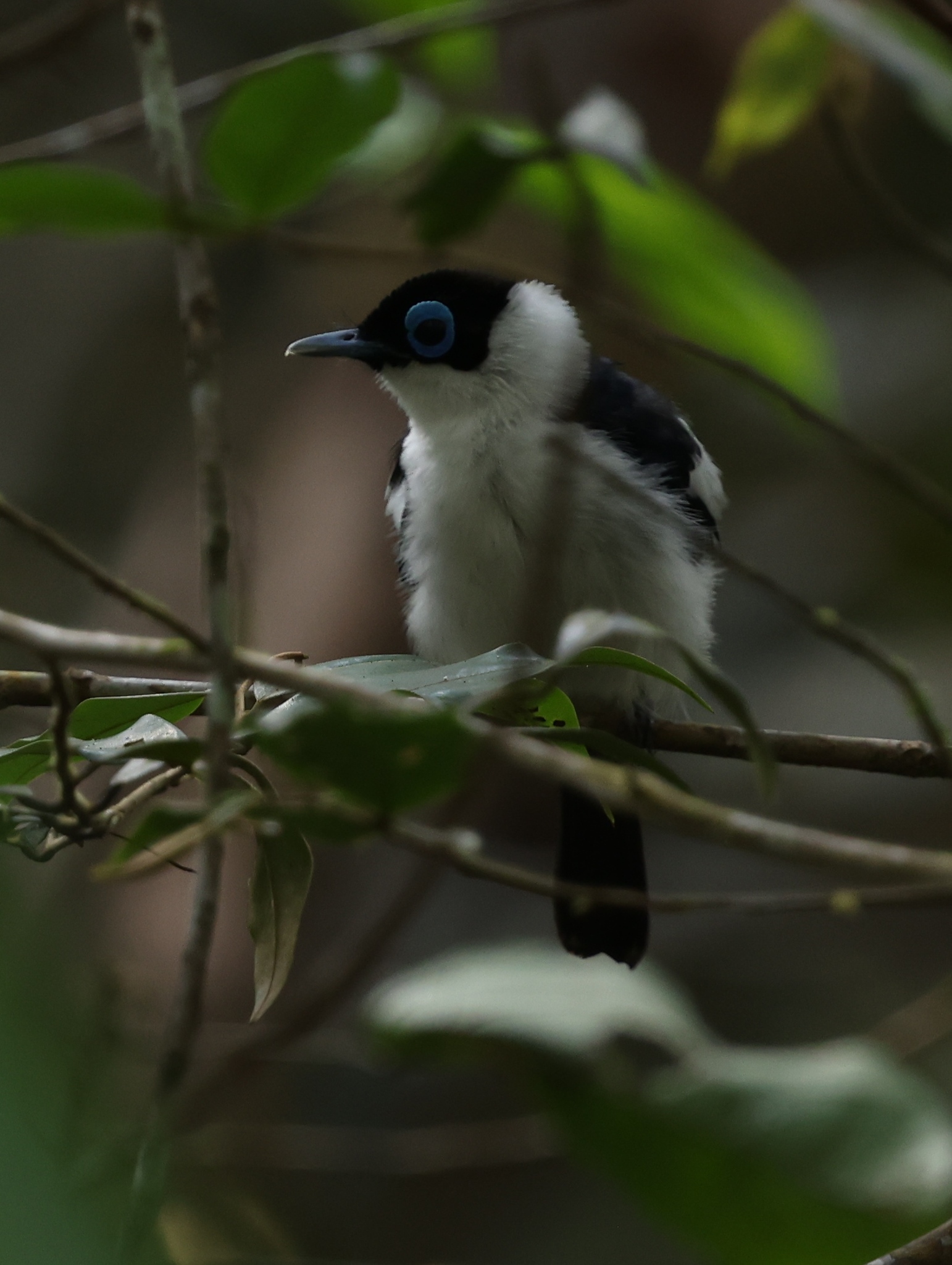 Frilled Monarch (Arses telescopthalmus), photo 8