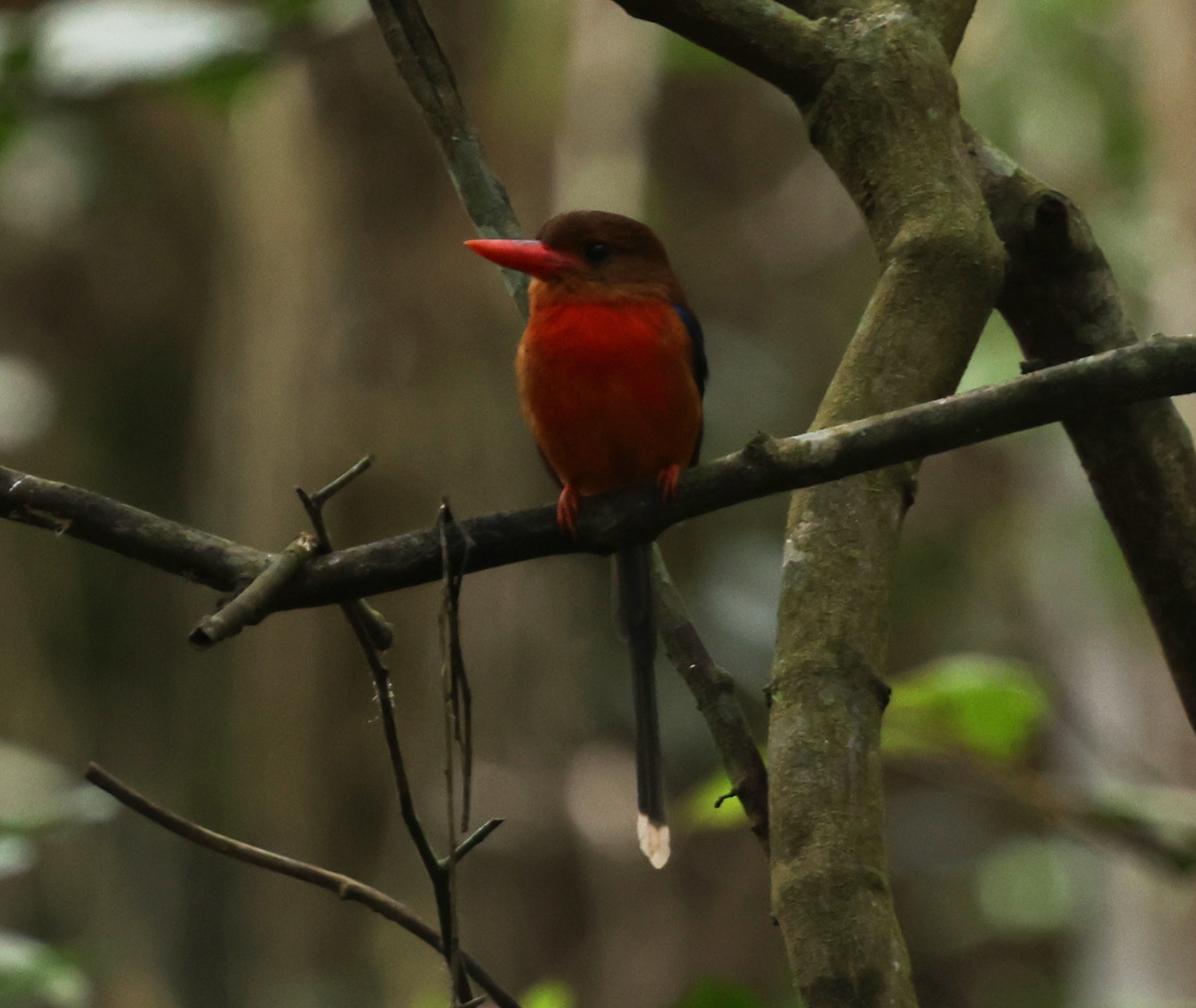 Brown-headed Paradise Kingfisher (Tanysiptera danae), photo 5