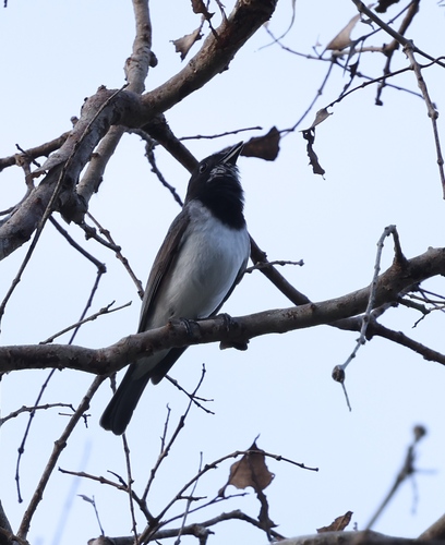 White-bellied Whistler (Pachycephala leucogastra), photo 7