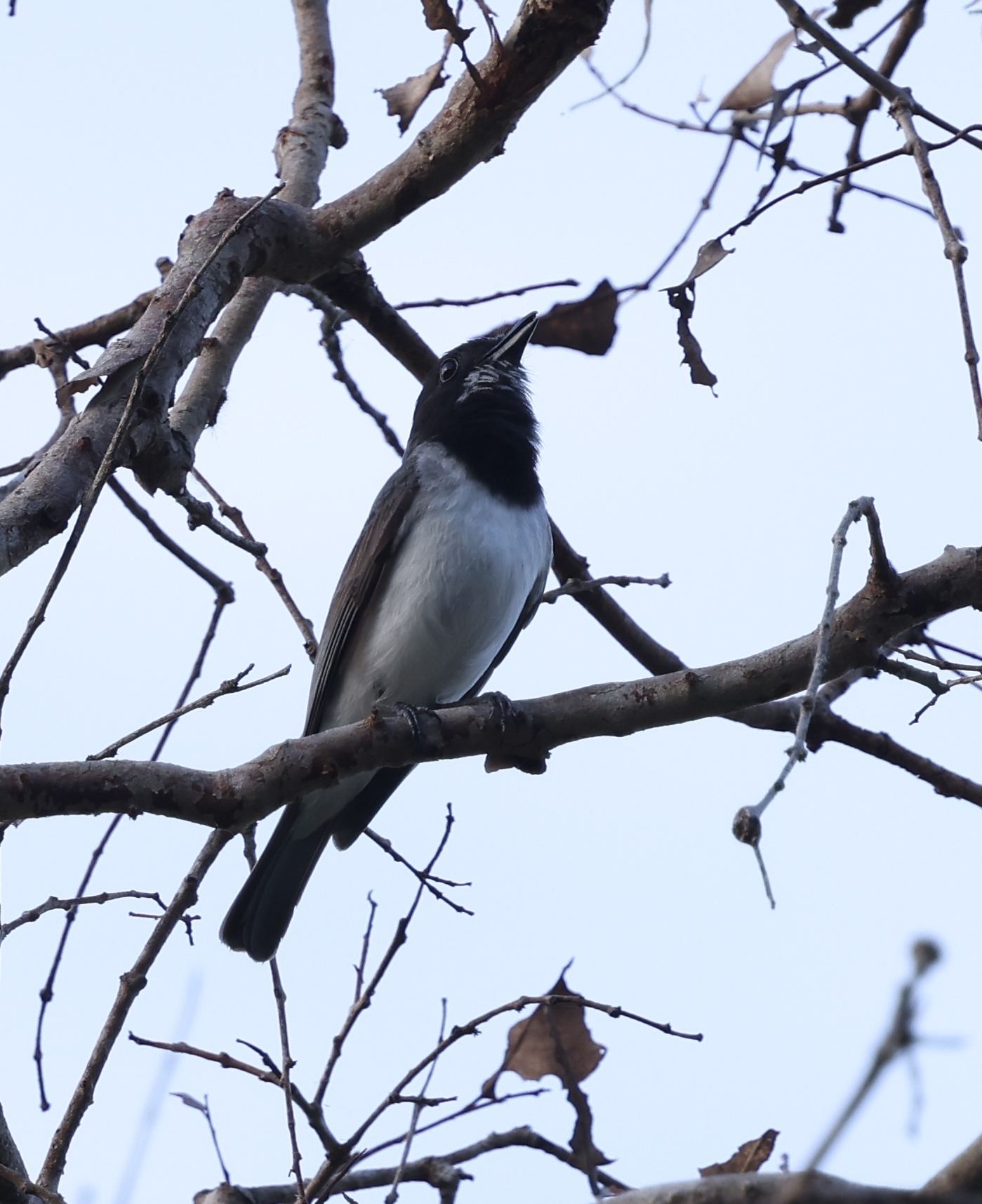 White-bellied Whistler (Pachycephala leucogastra), photo 4