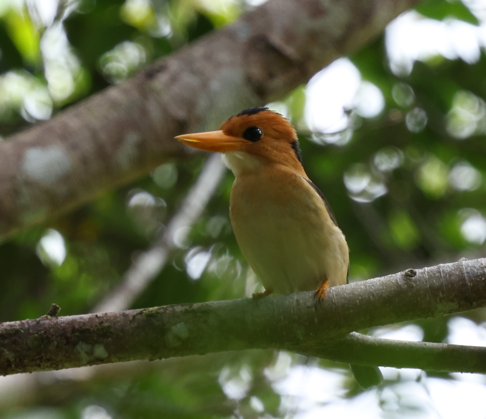 Yellow-billed Kingfisher (Syma torotoro), photo 7