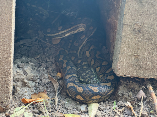 Coastal Carpet Python sighting