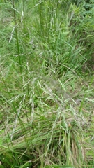 Poa ensiformis