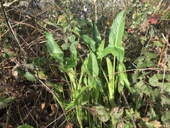Arum hygrophilum