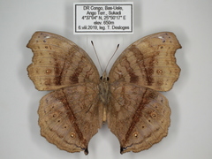 Junonia stygia