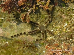 Ophiocoma scolopendrina