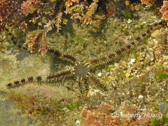 Ophiocoma scolopendrina