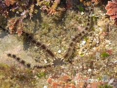 Ophiocoma scolopendrina