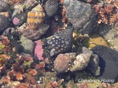 Clibanarius virescens