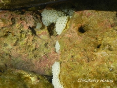 Polycitor proliferus