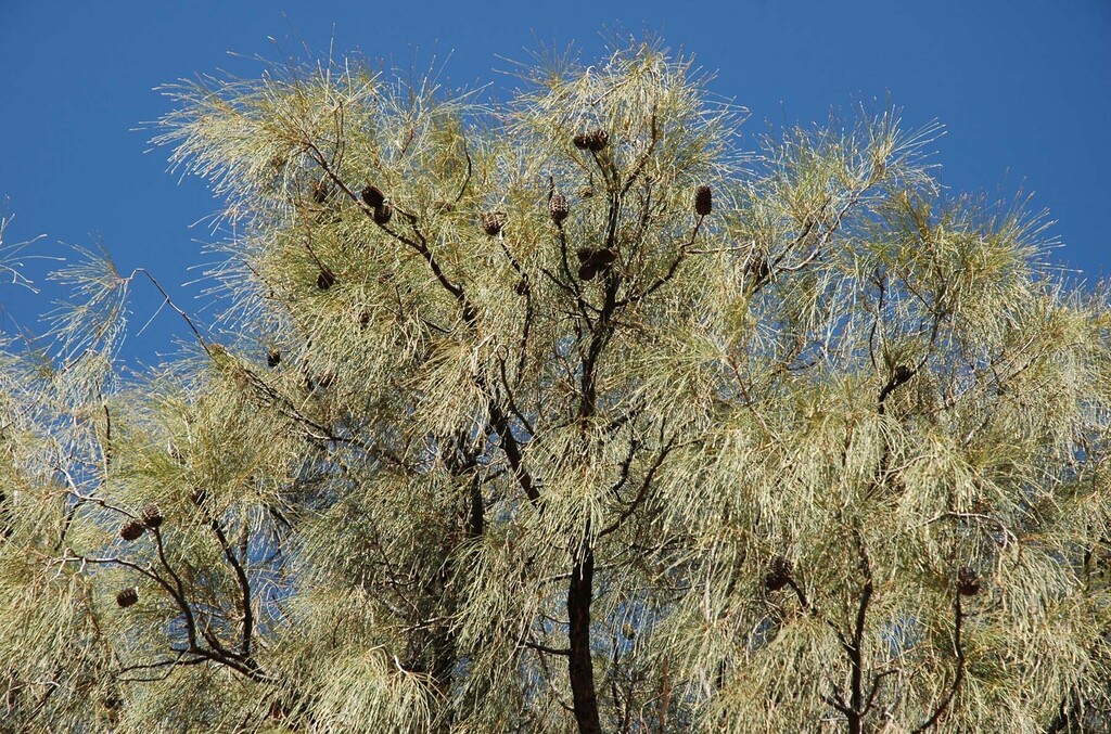 desert sheoak