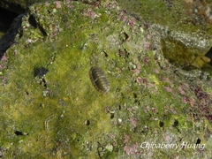 Ischnochiton comptus