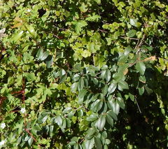 Prunus serotina virens