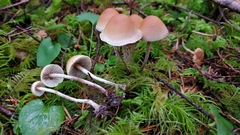 Hypholoma marginatum