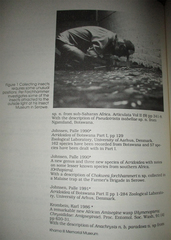 Derolus hoelzeli