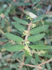 Euphorbia maculata