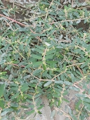 Euphorbia maculata
