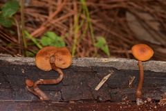 Gymnopilus picreus
