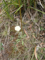 Craspedia cynurica