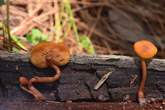 Gymnopilus picreus