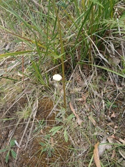 Craspedia cynurica