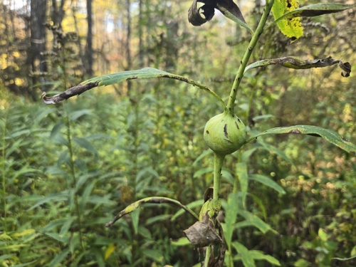 Unknown species found near Beartown State Forest, Great Barrington, MA, US