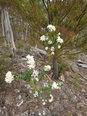 Pimelea nivea