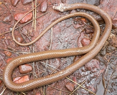 Psammophis brevirostris