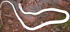 Psammophis brevirostris
