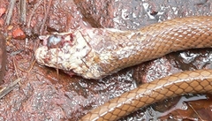 Psammophis brevirostris