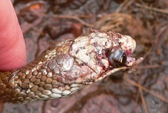 Psammophis brevirostris