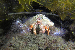 Dardanus pedunculatus