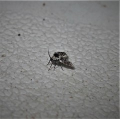 Lepiseodina conspicua