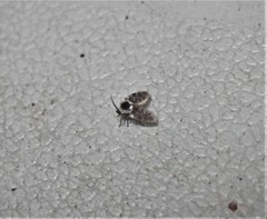 Lepiseodina conspicua