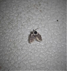 Lepiseodina conspicua