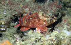 Scorpaenodes evides