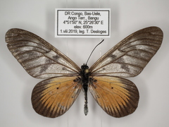 Acraea vesperalis