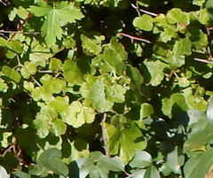 Ribes dugesii