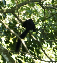 Callosciurus prevostii